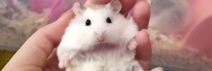 hamster rongeur