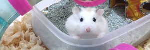 petit hamster